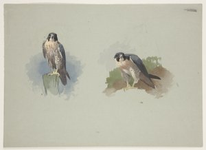 Falcão-peregrino macho, c.1915 (aguarela e cor de corpo sobre lápis sobre papel) de Archibald Thorburn