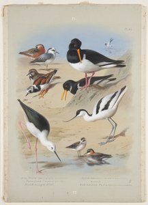 Phaleropes, oystercatcher, avocet, turnstone and stilt, c.1915 (aquarela e corpinho com goma arábica sobre lápis a bordo) de Archibald Thorburn
