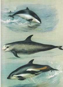 Porpoise, Rissos Grampus e White Sided Dolphin, de Thorburn "s Mammals, publicado por Longmans and Co., c. 1920 de Archibald Thorburn