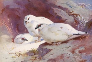 Ptarmigan (macho e fêmea, inverno) (litografia a cores) de Archibald Thorburn