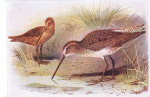 Red Breasted Snipe, de Aves das Ilhas Britânicas e seus Ovos publicado por Frederick Warne & Co Ltd, 1958