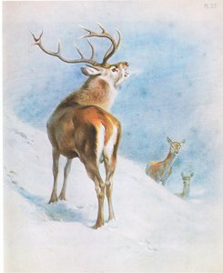Red Deer, pub. por Book Club Associates de Archibald Thorburn