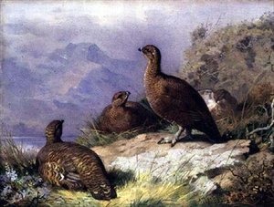 Grouse Vermelho na Costa de um Loch de Archibald Thorburn