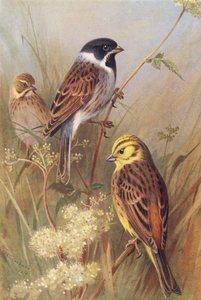 Reed-Bunting (macho e fêmea), Yellow Bunting ou Yellow Hammer (litografia a cores) de Archibald Thorburn