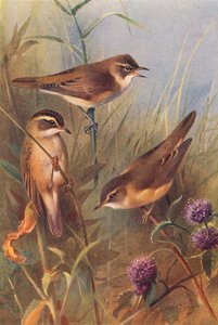 Toutinegra-dos-caniços, toutinegra-dos-juncos, toutinegra-dos-pântanos (litografia a cores) de Archibald Thorburn