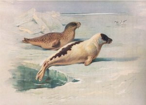 Selo de Arame e Selo de Harpa, de Thorburns Mammals publicado por Longmans and Co, c. 1920 de Archibald Thorburn