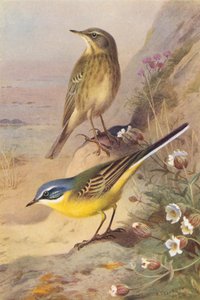 Papagaio-do-mar, alvéola-de-cabeça-azul (litografia a cores) de Archibald Thorburn
