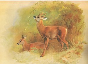 Roe Deer, from thorburns Mammals publicado por Longmans and Co, c. 1920 de Archibald Thorburn