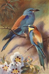 Rolo, comedor de abelhas (litografia a cores) de Archibald Thorburn