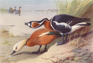 Pato-real, ganso de peito vermelho (litografia a cores) de Archibald Thorburn