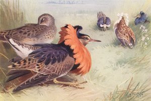Ruff (quatro tipos de machos e fêmeas) (litografia a cores) de Archibald Thorburn