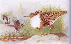 Ruffs e Reeves, de pássaros das ilhas britânicas e seus ovos publicados por Frederick Warne & Co Ltd, 1958