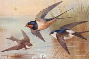 Sand-Martin, Swallow, Martin (litografia a cores) de Archibald Thorburn