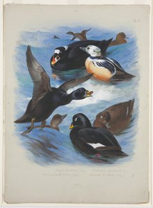 Scoters and stellers eider, c.1915 (aquarela e cor de corpo sobre lápis sobre papel) de Archibald Thorburn