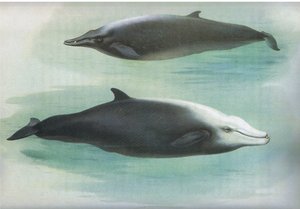 Baleia de Sowerby e Baleia de Cuvier, de Mamíferos de Thorburn, publicada por Longmans and Co, c. 1920 de Archibald Thorburn
