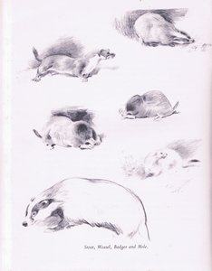 Arminho, Weasel, Texugo e Toupeira, 1938