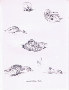 Estudos de Patos Mallard, 1938 de Archibald Thorburn