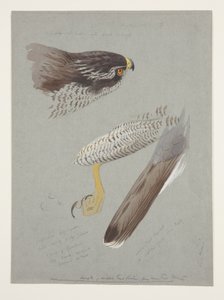 Estudos de cabeça, pé e asa de goshawk masculino, c.1915 (aguarela e corpinho sobre lápis sobre papel) de Archibald Thorburn
