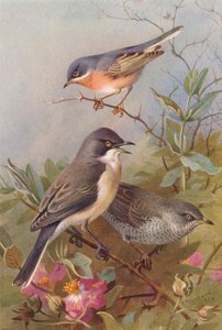 Toutinegra-de-barrete, toutinegra-das-torres, toutinegra-barrete (litografia a cores) de Archibald Thorburn