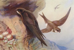 Swift, Alpine Swift (litografia a cores) de Archibald Thorburn