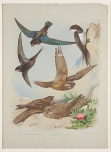 Swift, c.1915 (aguarela e cor de corpo sobre lápis sobre papel) de Archibald Thorburn