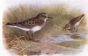 Temmincks Stint, de aves das ilhas britânicas e seus ovos publicado por Frederick Warne & Co Ltd, 1958