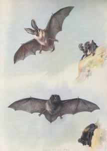 O Barbastelle de Archibald Thorburn
