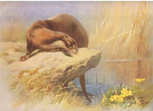 A lontra, dos mamíferos de Thorburn, publicada por Longmans e Co, c. 1920 de Archibald Thorburn