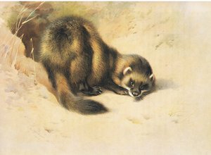 O Polecat, dos Mamíferos de Thorburn, publicado por Longmans and Co, c. 1920 de Archibald Thorburn