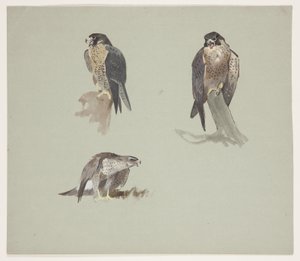 Esboços de três cores de peregrino masculino, c.1915 (aquarela e cor de corpo sobre lápis sobre papel) de Archibald Thorburn