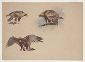 Três pequenos esboços de uma águia dourada, c.1915 (aguarela e cor de corpo sobre lápis sobre papel) de Archibald Thorburn