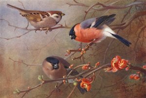 Pardal-das-árvores, Dom-fafe (macho e fêmea) (litografia a cores) de Archibald Thorburn