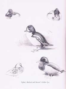 Patos adornados, patos selvagens, Goldeneye Barrows, 1938 de Archibald Thorburn