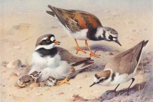 Maçarico-real (verão), tarambola-anelada, tarambola-de-Kentish (litografia a cores) de Archibald Thorburn