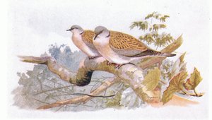 Pomba de tartaruga, de pássaros das ilhas britânicas e seus ovos publicados por Frederick Warne & Co Ltd, 1958 de Archibald Thorburn