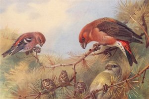 Bico-de-papagaio-de-duas-barras, bico-de-papagaio (macho e fêmea) (litografia a cores) de Archibald Thorburn
