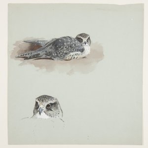 Dois desenhos a cores de merlin, c.1915 (aguarela e cor de corpo sobre lápis sobre papel) de Archibald Thorburn