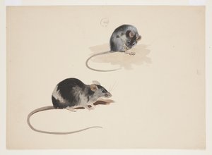 Dois estudos de rato preto, c.1915 (aquarela e cor de corpo sobre lápis sobre papel) de Archibald Thorburn