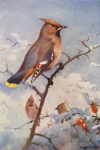 Asa de cera (litografia a cores) de Archibald Thorburn