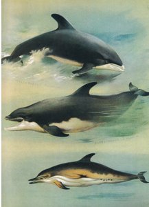 Golfinho Beake Branco, Golfinho Nariz de Garrafa e Golfinho Comum, de Mamíferos de Thorburn publicado por Longmans and Co, c. 1920