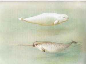 White Whale and Narwhal, de Thorburns Mammals, publicado por Longmans and Co, c. 1920 de Archibald Thorburn
