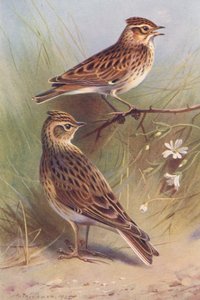 Cotovia-da-Madeira, Cotovia-do-Céu (litografia a cores) de Archibald Thorburn
