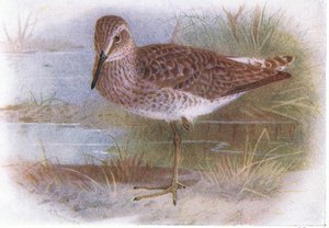 Wood Sandpiper, de aves das ilhas britânicas e seus ovos publicado por Frederick Warne & Co Ltd, 1958