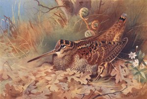 Galinhola (litografia a cores) de Archibald Thorburn