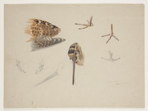 Bico, pés e asa de galinhola, c.1915 (aguarela e cor de corpo sobre lápis sobre papel) de Archibald Thorburn