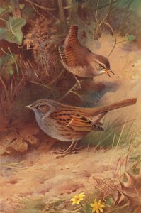 Carriça, pardal (litografia a cores) de Archibald Thorburn