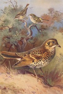 Toutinegra-de-barrete-amarelo, toutinegra-de-barrete, tordo-branco (litografia a cores) de Archibald Thorburn