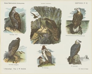 Aves de Rapina (título no objeto) Novas estampas infantis holandesas (título da série no objeto) Estampas do Funke (título da série no objeto) de Arie Willem Segboer