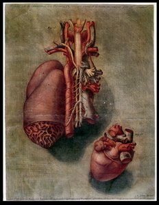 O Coração, prato de &39;Anatomia das Vísceras, dissecado, pintado e gravado por Gautier&39; (gravura a cores)