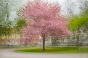 Árvore de Primavera Rosa Esbatida de Arne Östlund